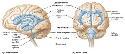 Ventricles of the brain