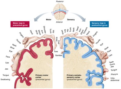 Body maps in the primary motor cortex and somatosensory cortex of the cerebrum