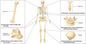 Classification of bones by shape