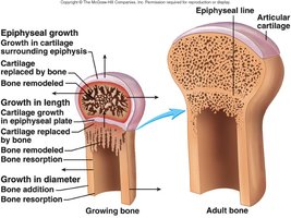 Structure of long bones (detailed)