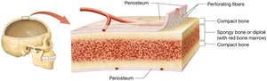 Structure of short, flat, irregular, and sesamoid bones