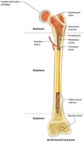 Blood supply to long bones