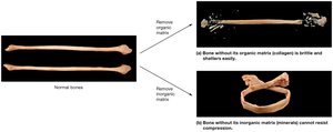 Importance of bone matrices