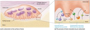 Osteoclasts and bone resorption