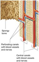 Circumferential lamellae and perforating canals