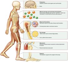 Summary of skeletal system functions.