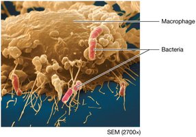 Macrophage ingesting bacteria
