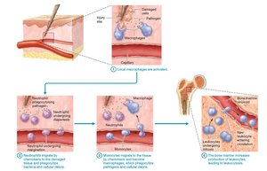 Phagocyte response in inflammation