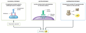 Complement activation pathways