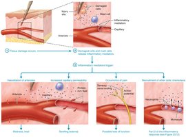 Inflammatory response: effects of mediators
