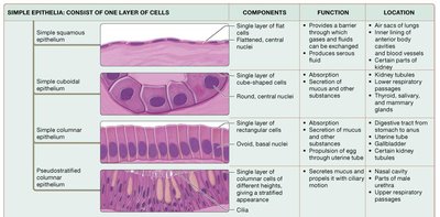 Table of simple epithelia types