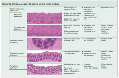 Table of stratified epithelia types
