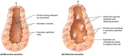 Merocrine and holocrine secretion mechanisms