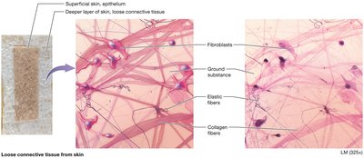 Loose connective tissue from skin