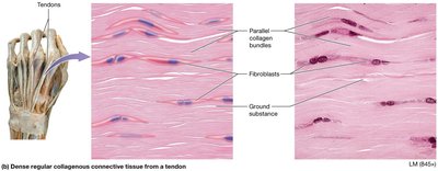 Dense regular collagenous connective tissue from tendon