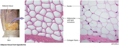 Adipose tissue from hypodermis