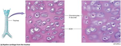 Hyaline cartilage from trachea