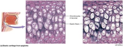 Elastic cartilage from epiglottis