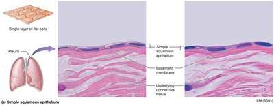 Simple squamous epithelium in the pleura