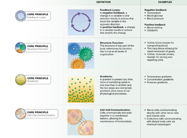 Table summarizing core physiological principles: feedback loops, structure-function, gradients, cell-cell communication