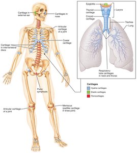 Cartilages in the body and respiratory system