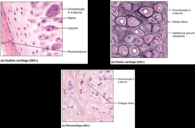 Microscopic images of hyaline, elastic, and fibrocartilage