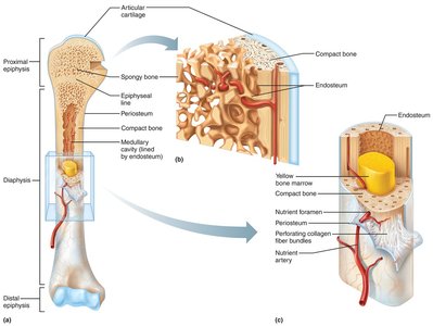 Structure of a long bone (humerus)