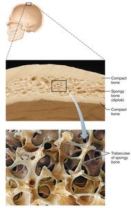 Structure of a flat bone