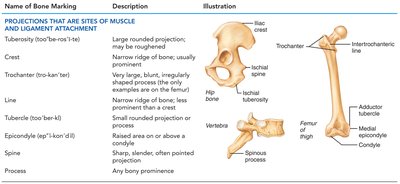 Bone markings for muscle attachment