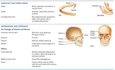 Bone markings for joints and openings
