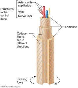 A single osteon structure