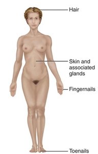Diagram of human body showing hair, skin and associated glands, fingernails, and toenails