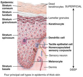 Diagram of epidermal layers and cell types