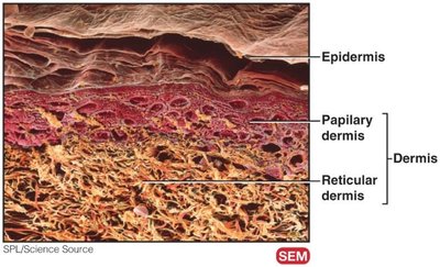 SEM image showing epidermis, papillary dermis, and reticular dermis