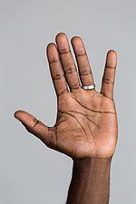 Flexure lines of the hand