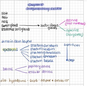 Handwritten diagram of skin layers and glands