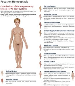 Contributions of the integumentary system to all body systems