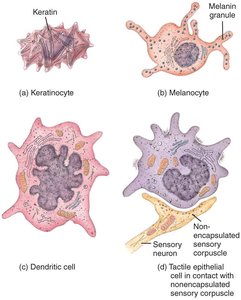 Illustrations of keratinocyte, melanocyte, dendritic cell, and tactile epithelial cell