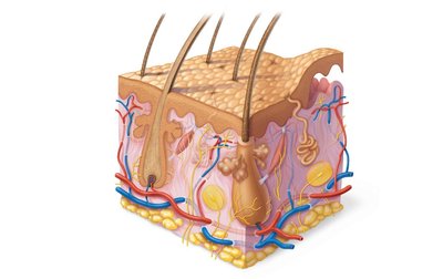 Diagram of skin layers and associated structures
