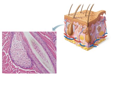 Photomicrograph of sebaceous gland