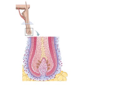 Longitudinal view of hair bulb and follicle