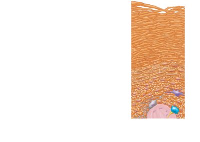 Diagram of epidermal cell types and layers