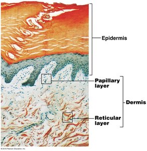 Histological section showing papillary and reticular layers of the dermis