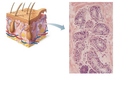 Photomicrograph of eccrine sweat gland