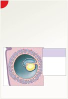 Embryonic disc and germ layer development