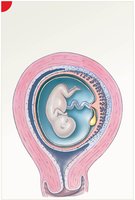 Fetus connected to placenta by umbilical cord at week 10