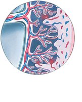 Chorionic villi and maternal blood flow