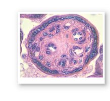 Chorionic villus cross-section