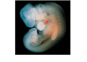 Embryo at week 4