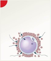 Diagram of sperm penetrating the oocyte and oocyte activation